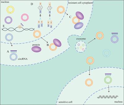 The emerging role of circular RNAs in drug resistance of non-small cell lung cancer